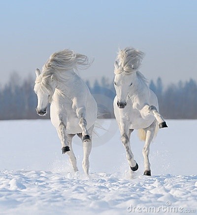 Photo:  white horses on the snow